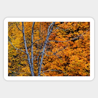 Autumn Foliage Sticker